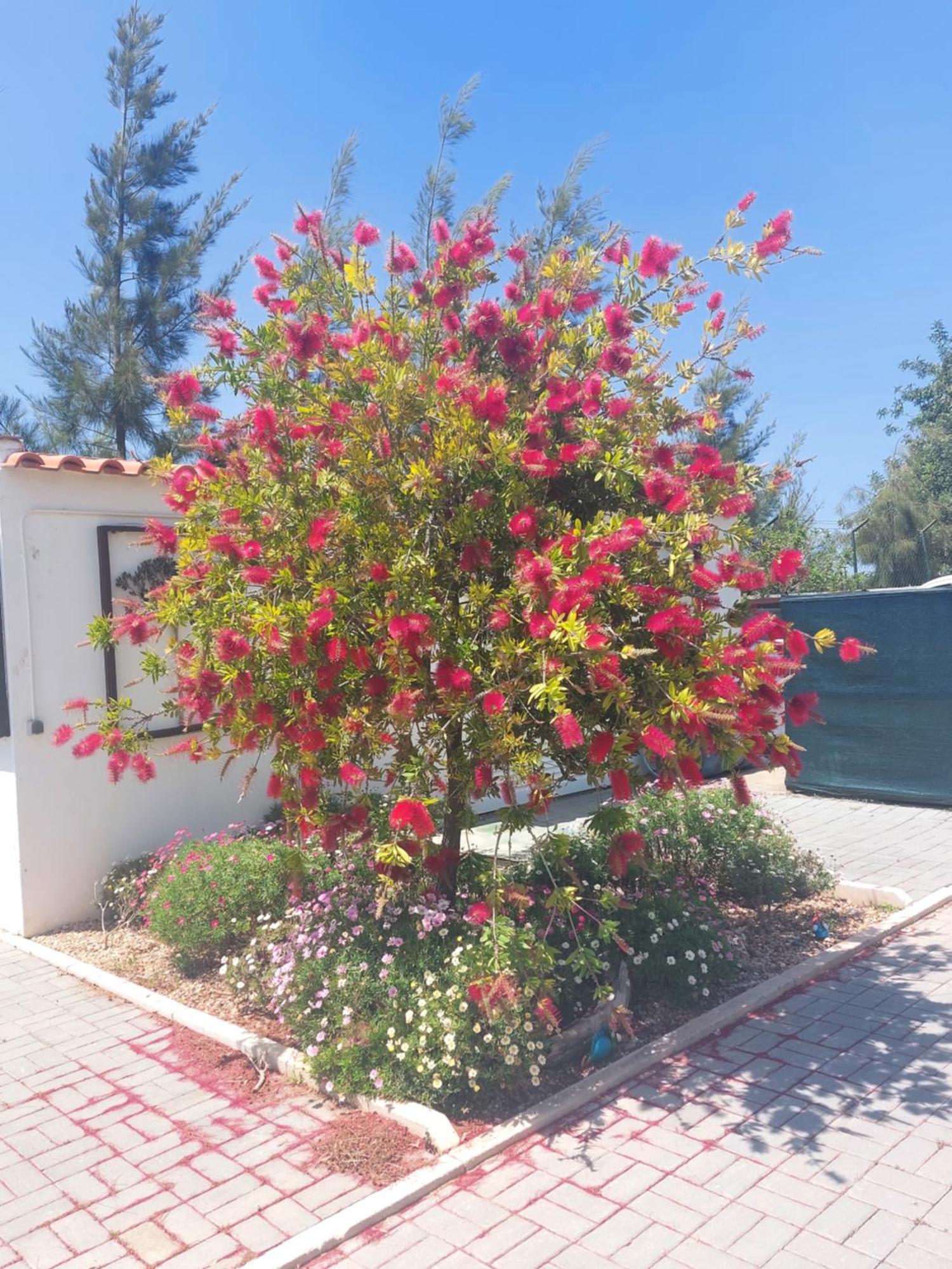 Tavira Vacations Apartments Eksteriør bilde